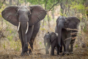 Mass elephant relocation could save populations in parts of Africa 
